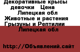 Декоративные крысы. 2 девочки › Цена ­ 1 - Липецкая обл. Животные и растения » Грызуны и Рептилии   . Липецкая обл.